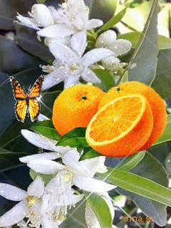 Апельсин цветет