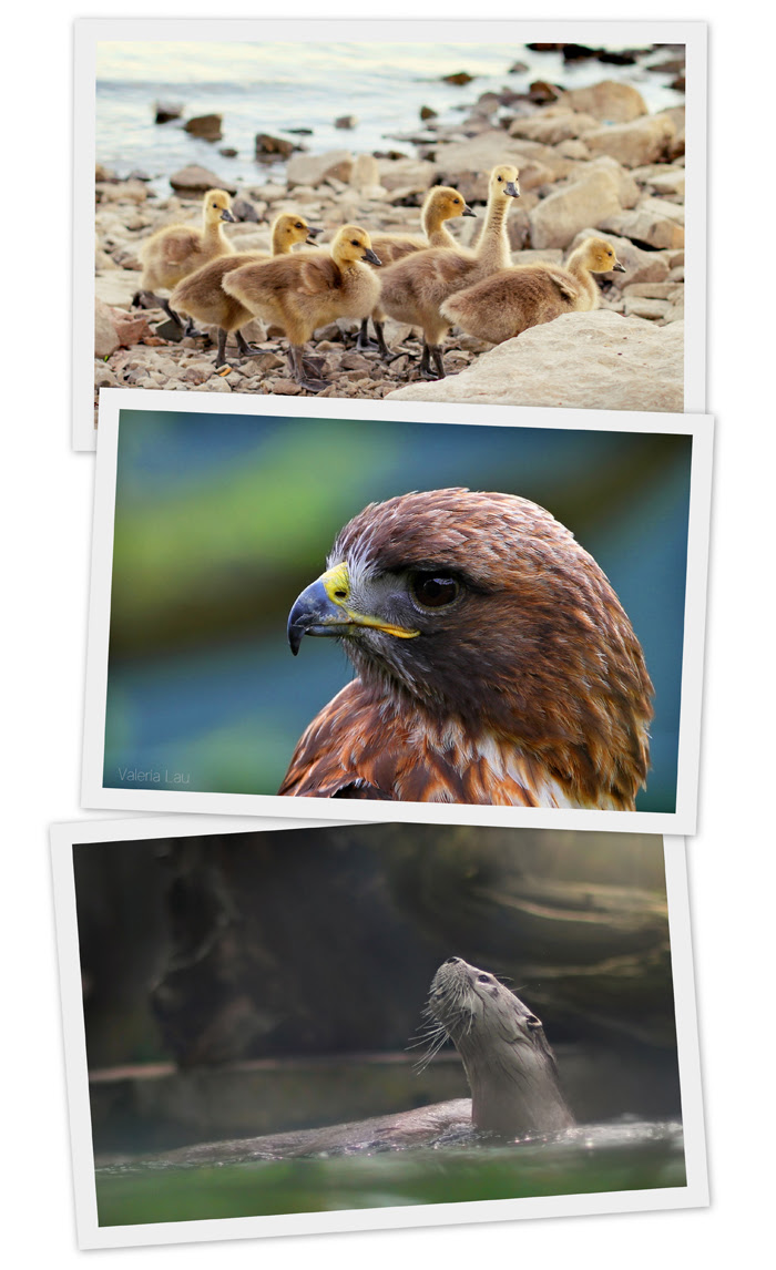 animals