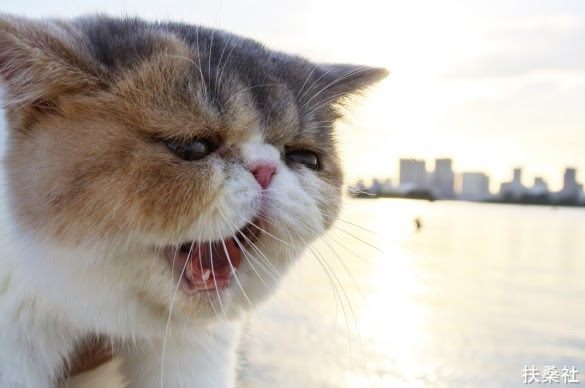 動物画像無料 最高の猫 ブサ 可愛い