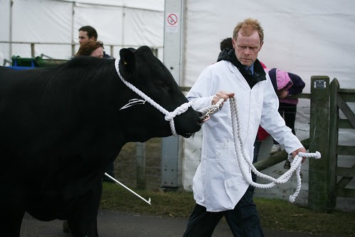 Cattle Parade