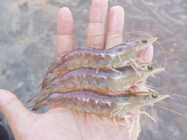 Uji PCR Pada Udang Bebeja com Uji PCR Pada Udang Bebeja com