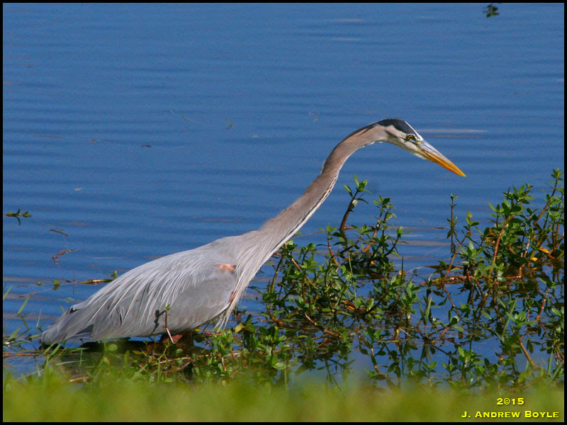 Great Blue Heron Great Blue Heron