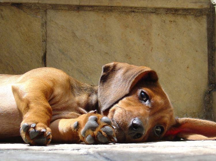 owalo design Epileptische Anfalle Bei Hunden