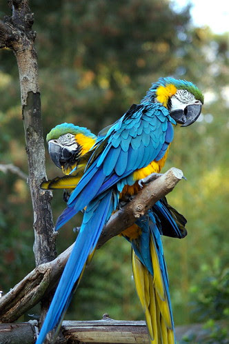 Parrots taken with pentax da 50-200