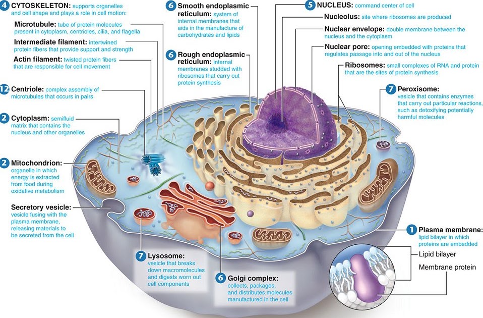 gudu ngiseng blog: animal cell parts and their functions