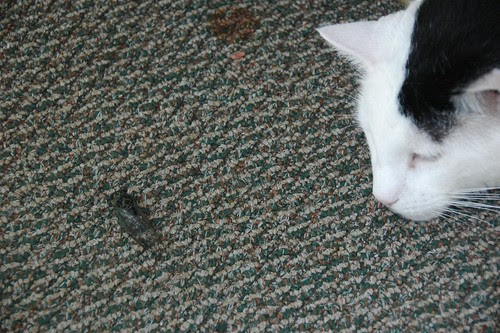 Ripley with Cicada