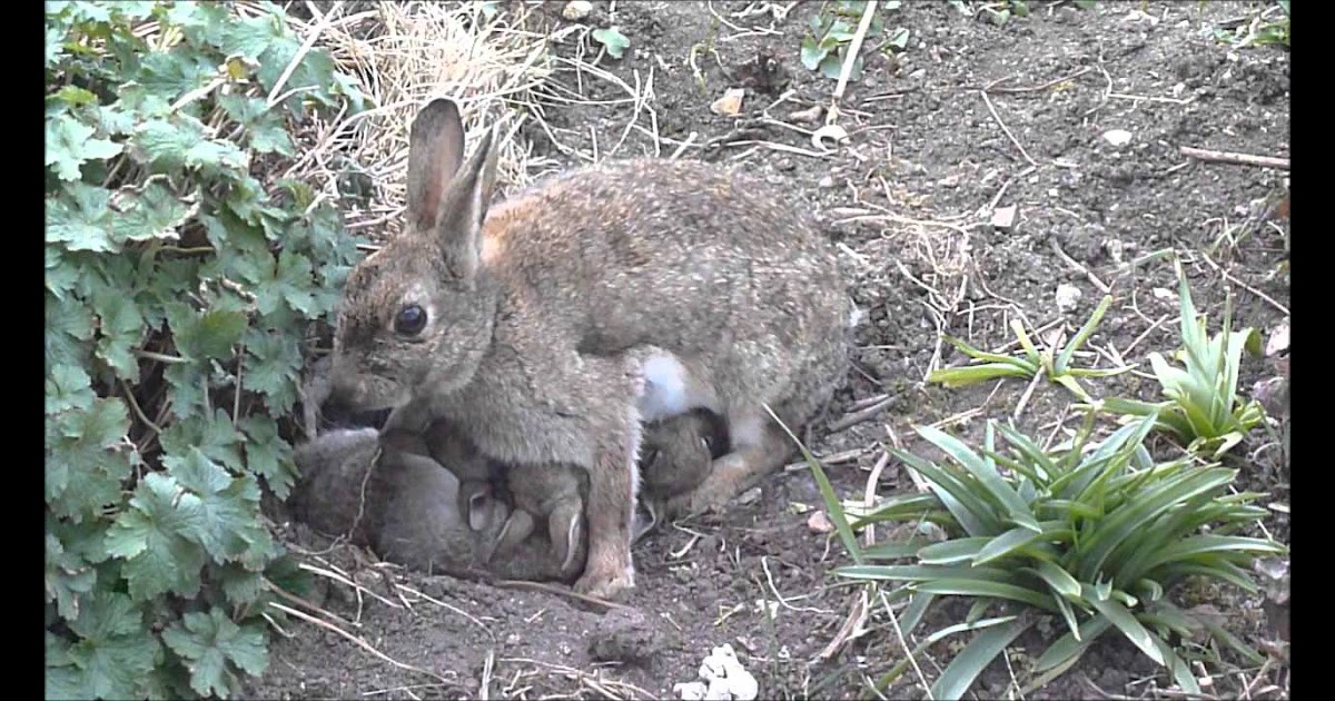How Do You Raise A Wild Baby Rabbit - Baby Viewer