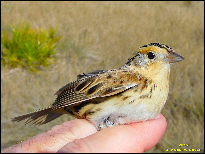 Le Conte's Sparrow Le Conte's Sparrow