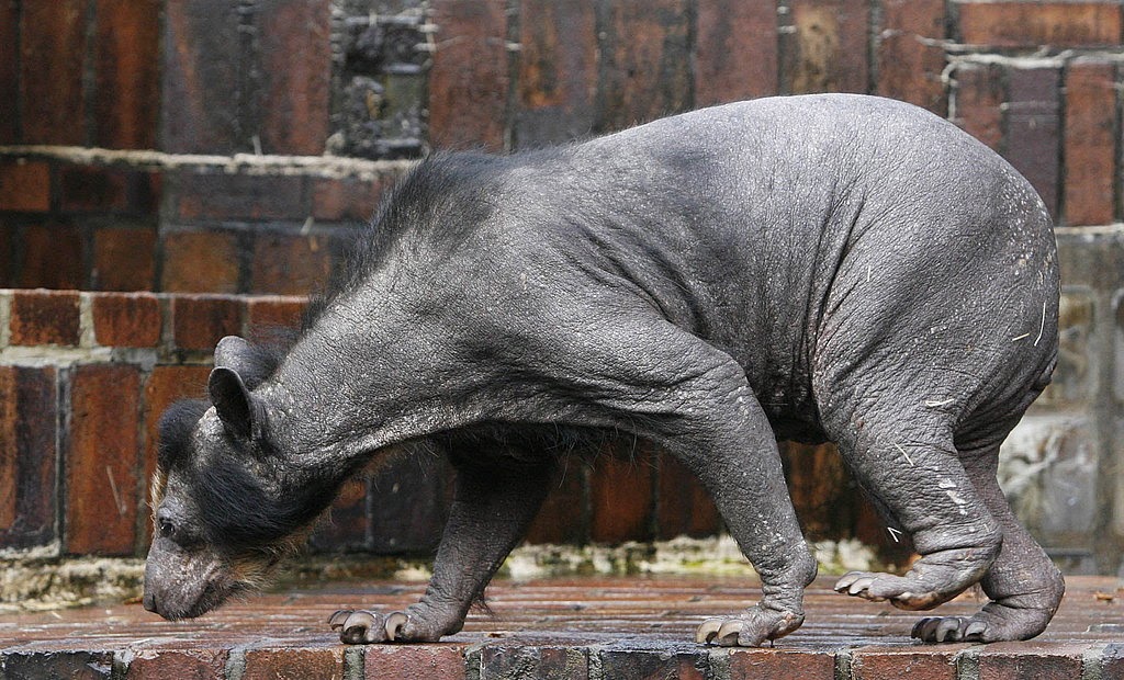 Polar Bear Without Hair - adamjonesdesign