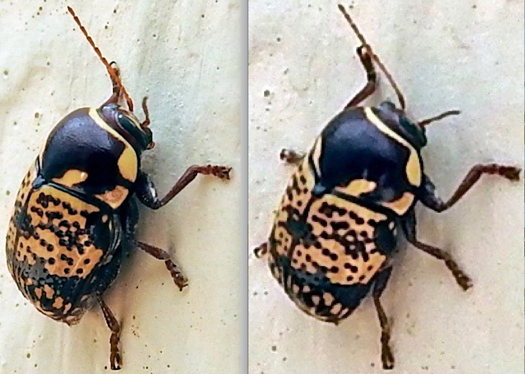 maycintadamayantixibb: Beetle With One Yellow Spot On Back