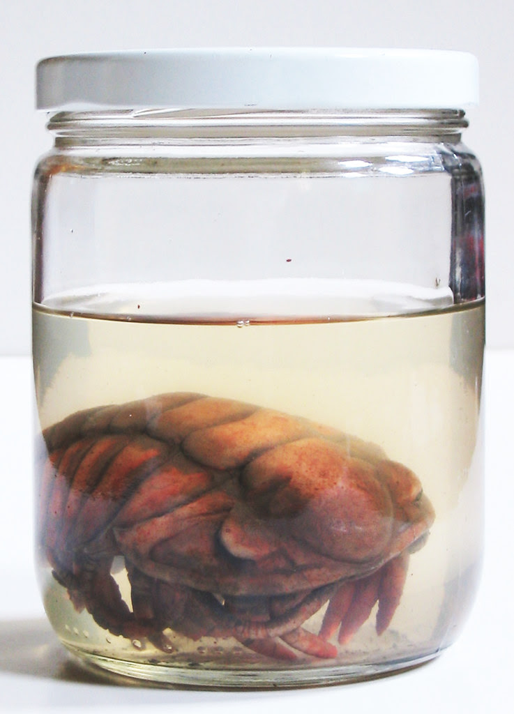 Dead Trilobite