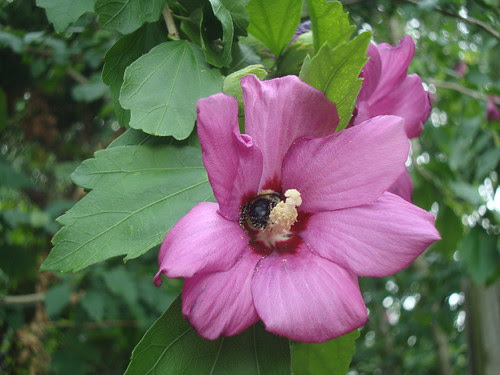 bzzt!  bumble bees and rose of sharon