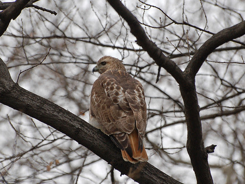 Red-Tailed Hawk in Central Park