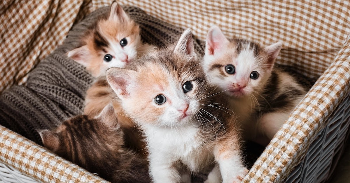 How Many Kittens Can A Cat Have In First Litter - Cat Lovster