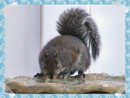 Squirrel drinking water - hurry it's almost completely frozen!