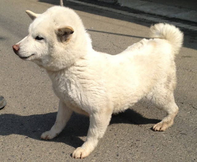 JapanImage 柴犬 白