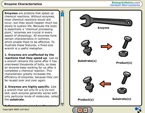 enzyme