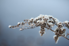 winter flowers 020