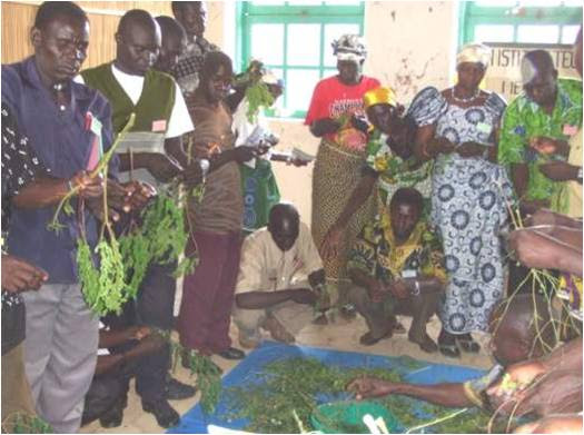 Moringa Leaves PowderPrep