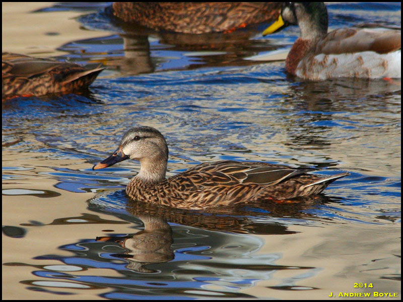 Mottled Duck Mottled Duck