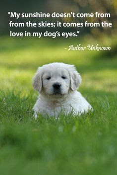 Dog Loyalty Quotes. QuotesGram Dog Loyalty Quotes. QuotesGram