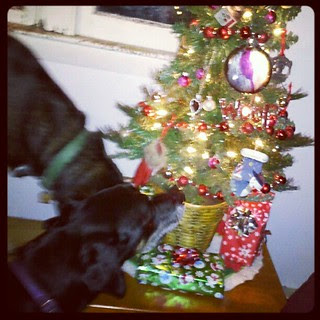 Just put up our tiny little #Christmas #tree and they're already sniffing! #dogs #dogstagram