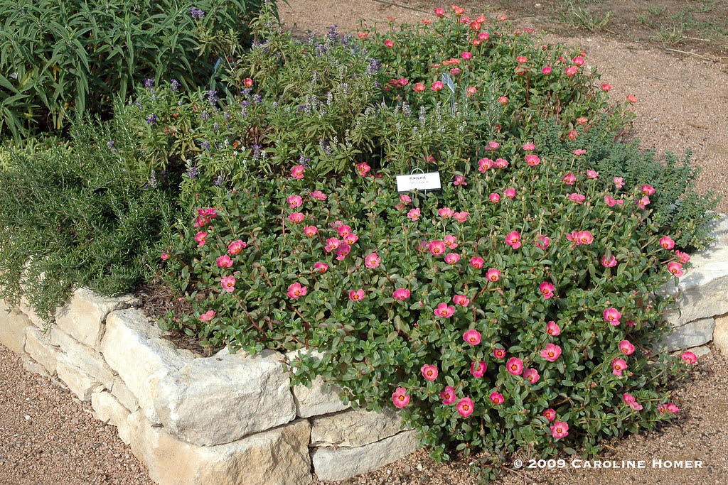 3565portulaca