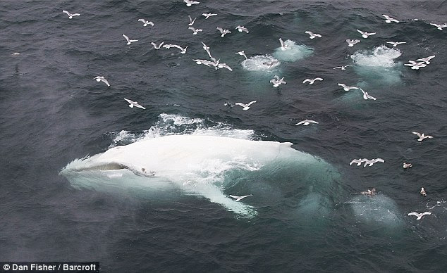 The humpback, looking like a real-life version of the iconic Moby Dick, was spotted swimming in a pod of whales off the coast of Norway