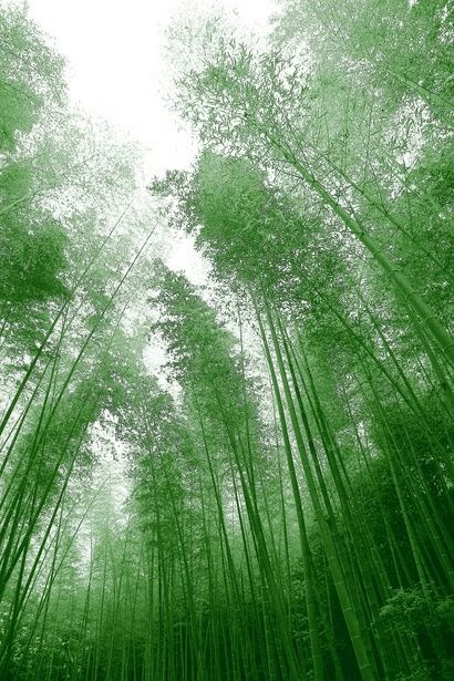 Pemandangan Pohon  Bambu  Farisa Gambar