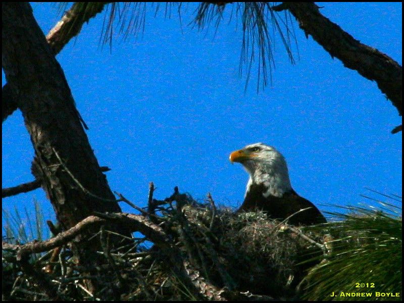 Bald Eagle Bald Eagle