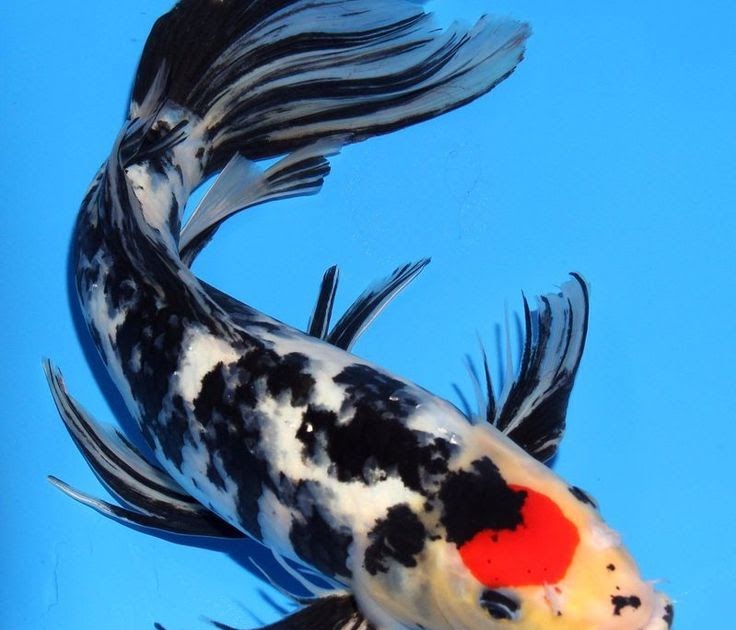 Butterfly Koi Fish - Butterfly Mania