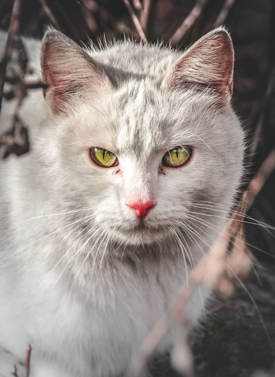 A beleza dos gatos de rua espalhados pelo mundo. A beleza dos gatos de rua espalhados pelo mundo.