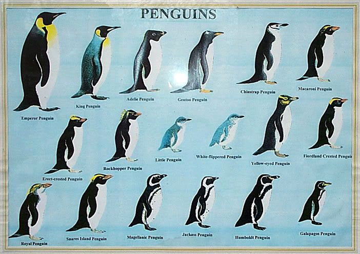 penguin scale
