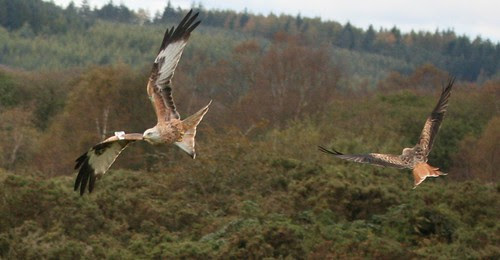 Red Kites