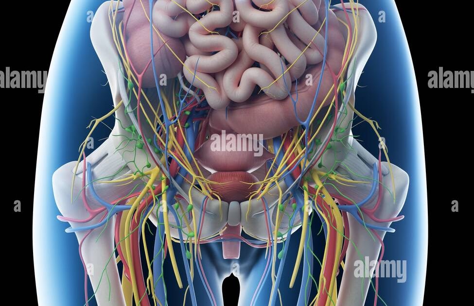 Abdominal Anatomy Woman / Female Pelvic Organ Chart - Anatomy Models