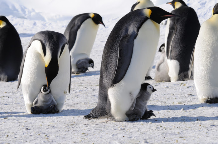 penguins2 (700x464, 329Kb)