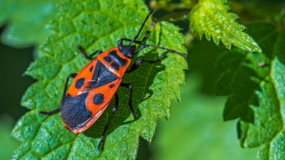 Feuerwanzen Im Garten / Feuerwanzen In Der Paarungszeit