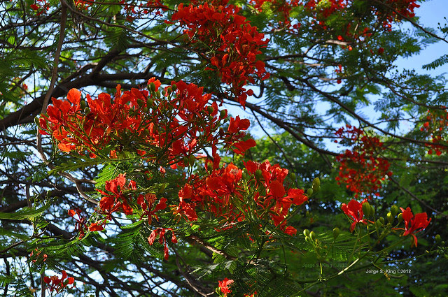 Flores de flamboyant III