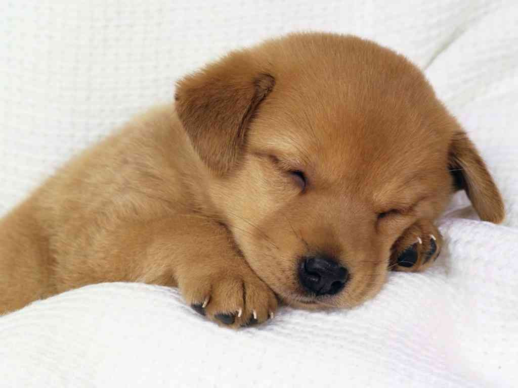 トップ100動物 寝てる イラスト 最高の動物画像