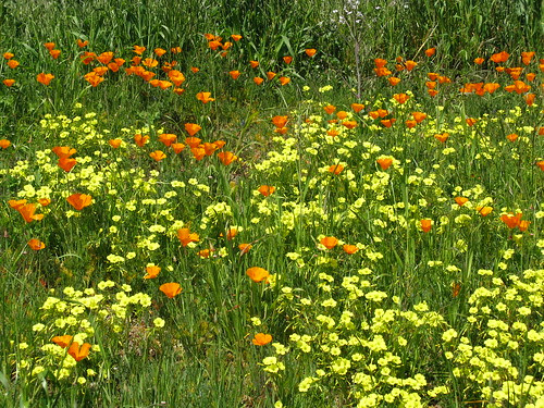 wildflowers and weeds