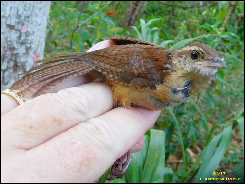 Carolina Wren Carolina Wren