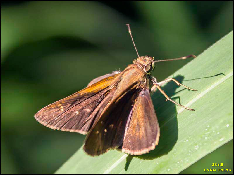 Skipper Skipper