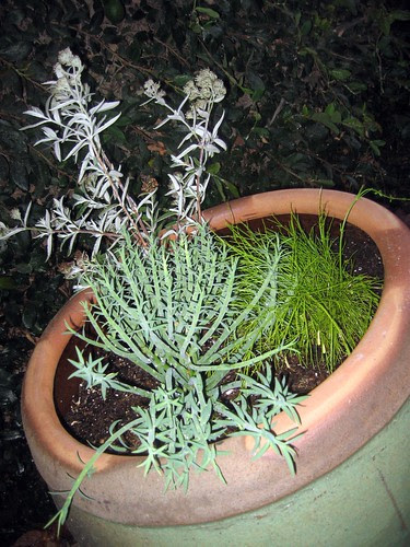 Potted plant design