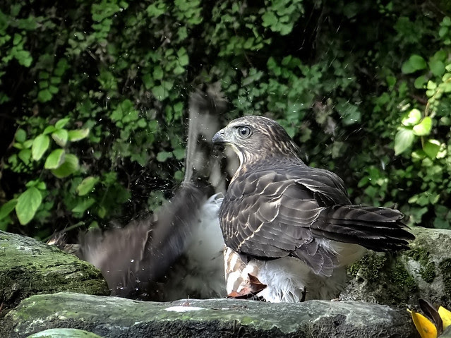 鳳頭蒼鷹/無限台南