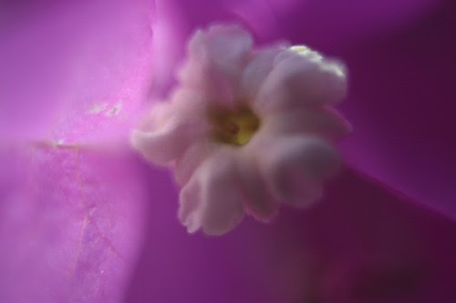 Closeup boungavilia