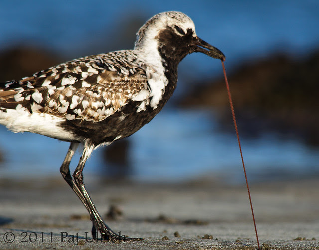 Worm pulled taut by plover - Pat Ulrich Wildlife Photography