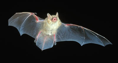bat
