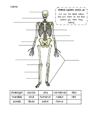 No Bones About It Worksheet - Escolagersonalvesgui