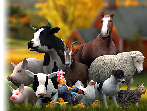 List Of Domestic Animals Domestic Animals Are Kind Of Animals That Has