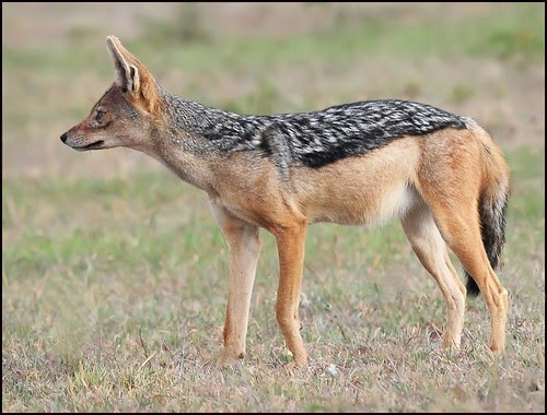 Pet Jackal - Anna Blog